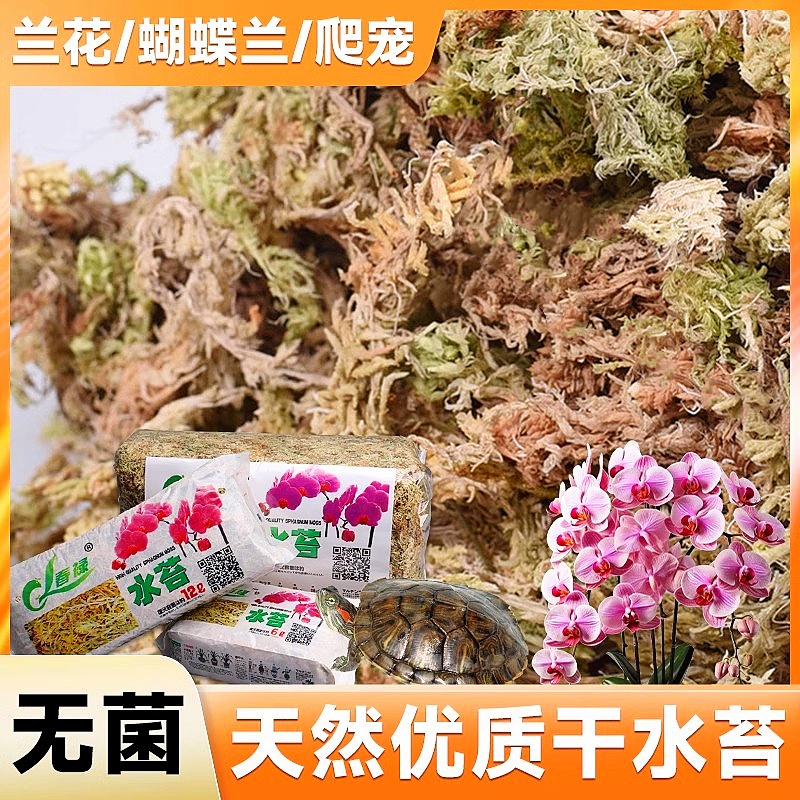 水苔蝴蝶兰专用智利进口干