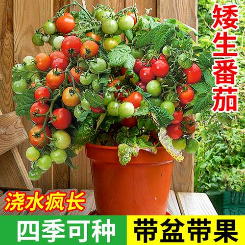 四季矮生番茄苗水果盆栽千