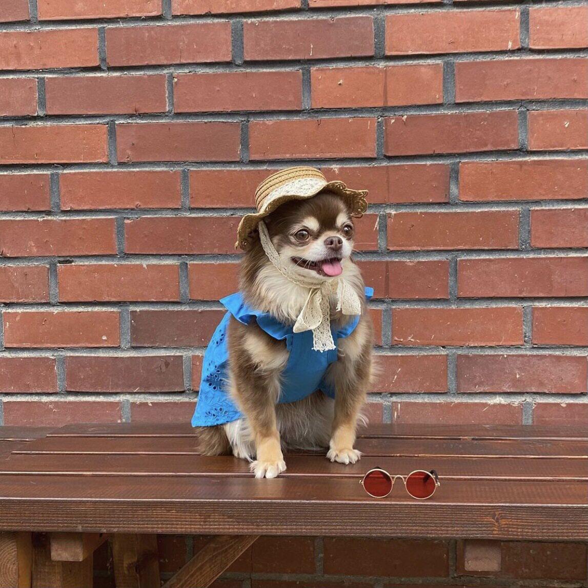 吉娃娃专用帽子防晒小鹿犬狗狗夏季外出晒遮阳帽宠物小型犬渔夫帽