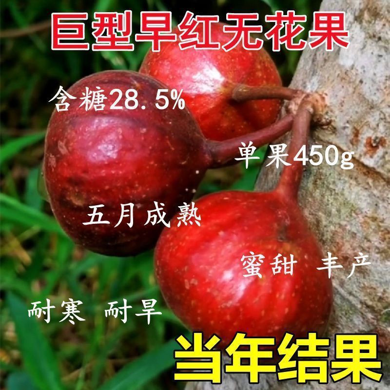 巨型无花果树苗嫁接新品
