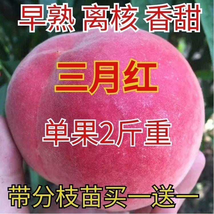 三月红桃树果苗脆甜离核