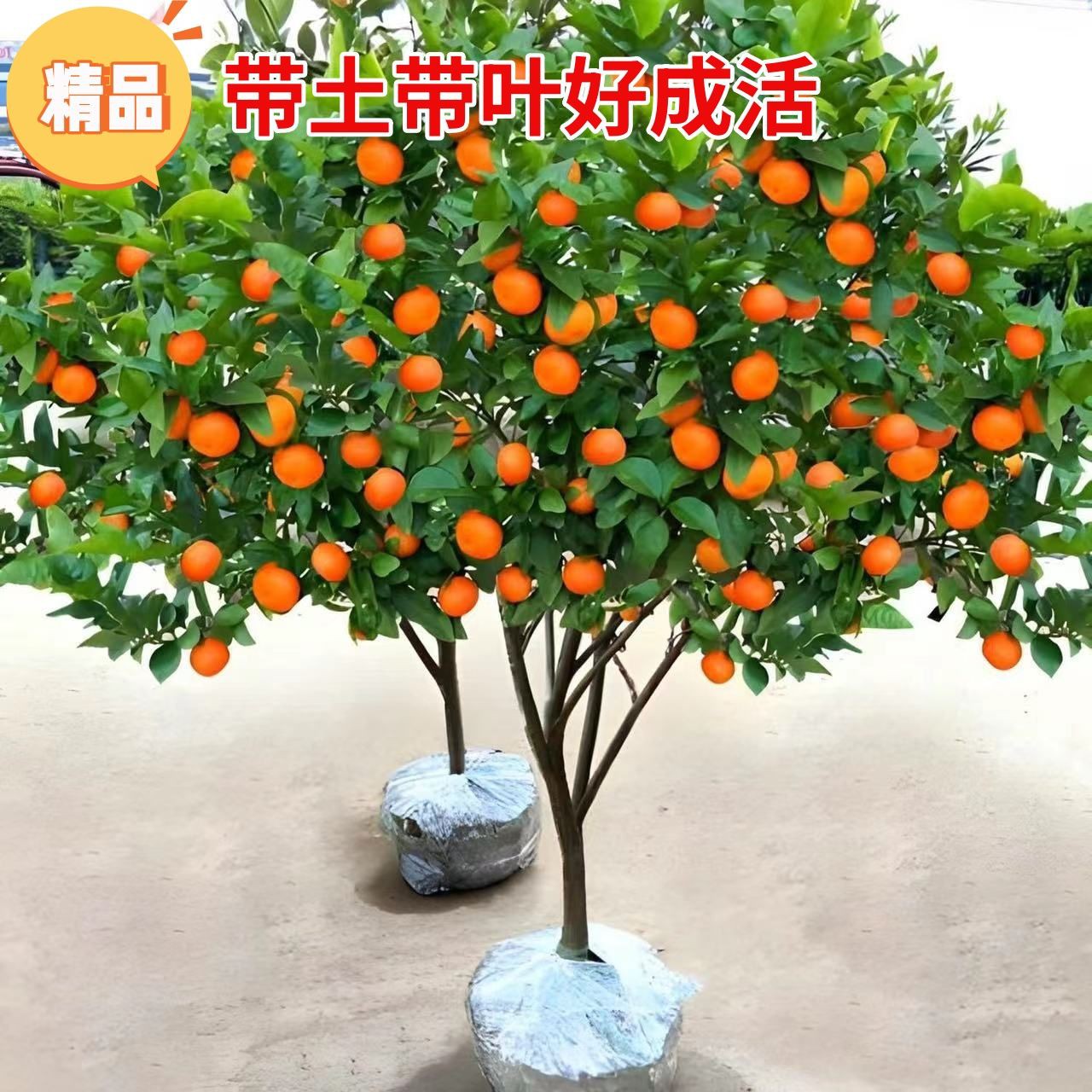 正宗嫁接无籽砂糖橘苗盆栽地栽无核橘子树带土杯苗果树苗当年结果