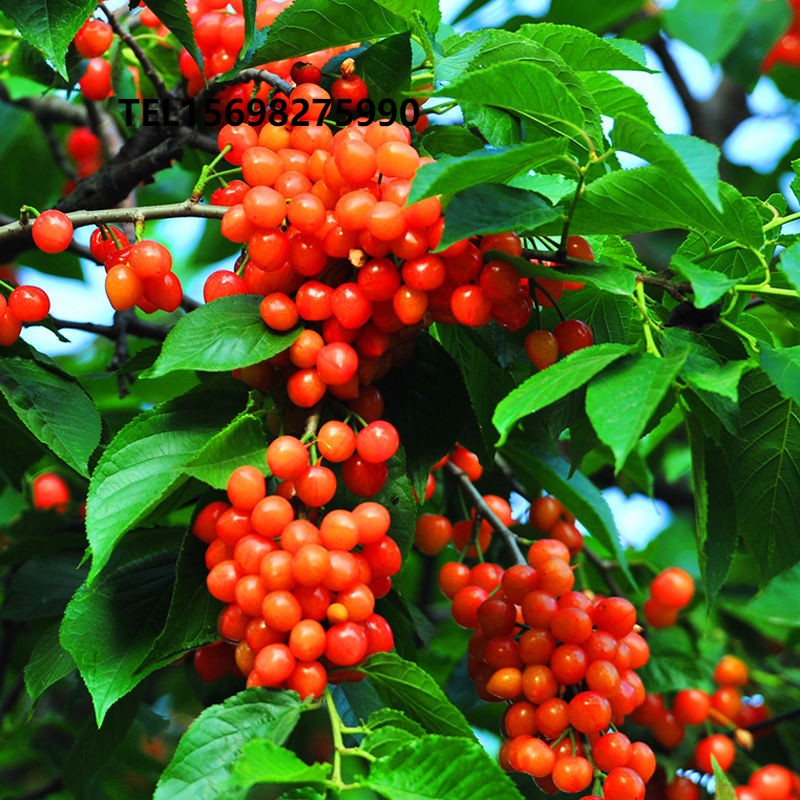 四季樱桃树苗 嫁接樱桃苗 早熟品种4至7月循环结果个小香甜产量高