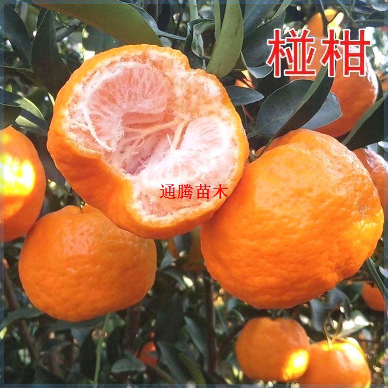 四川果树苗碰柑嫁接芦橘