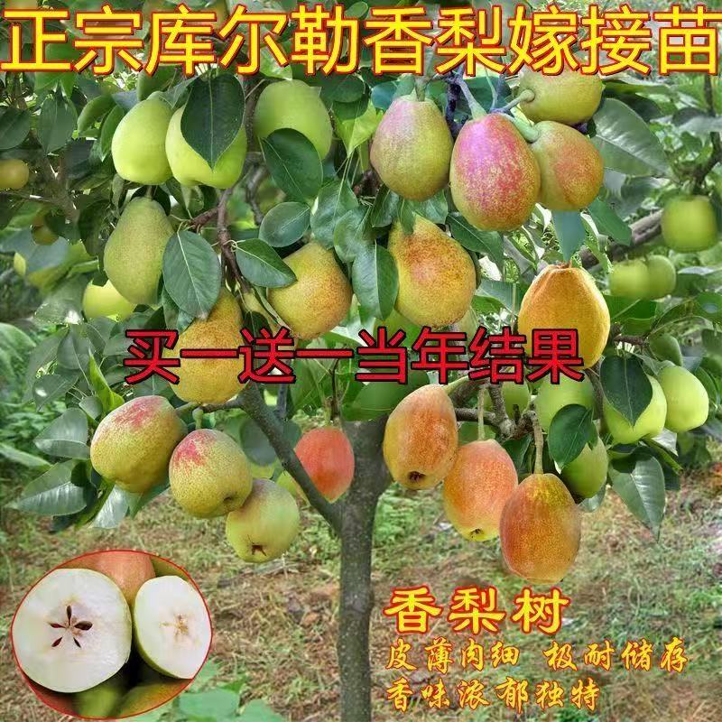 库尔勒香梨树果苗嫁接新