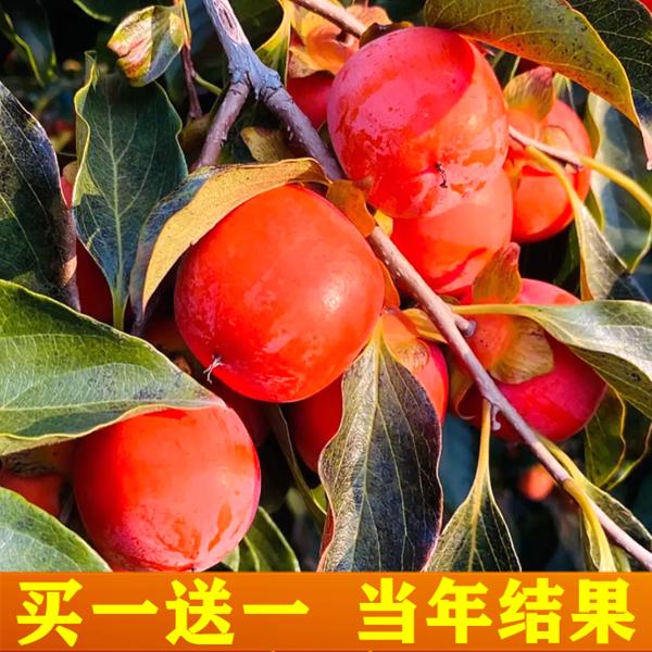 珍珠蜜柿子苗树苗软甜无