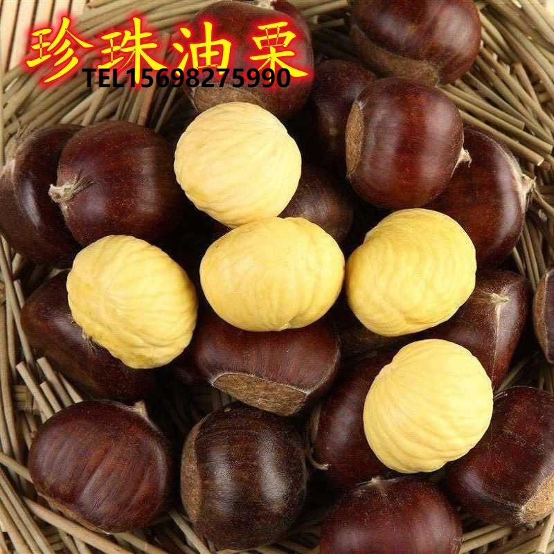 耐寒珍珠油栗苗嫁接果树苗封开板栗南北四季种植庭院地栽当年结果