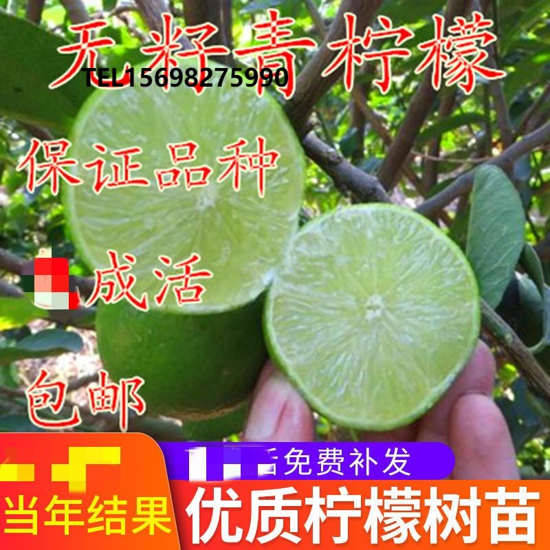 青柠檬苗四季结果 柠檬树苗 台湾无籽青柠檬嫁接苗香水柠檬当年结