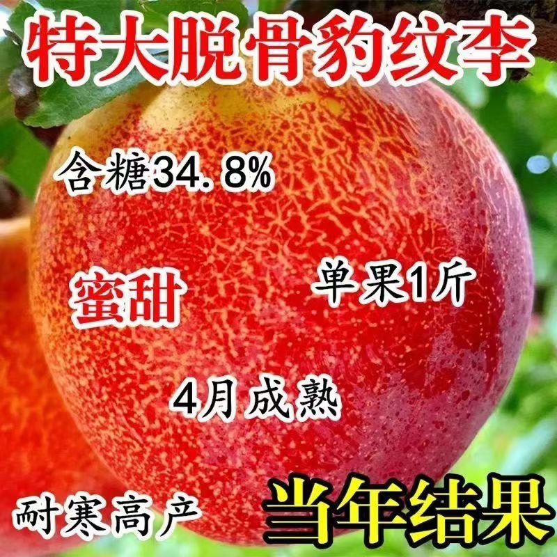 特大脱骨豹纹李子树苗嫁接