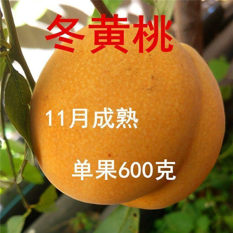 新品种霜黄金冬桃树苗嫁接