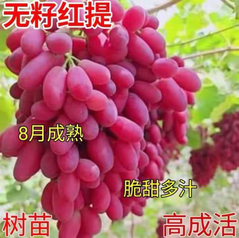 葡萄树苗巨盛一号葡萄苗 无籽红提子苗爬藤红乳葡萄南方北方种植