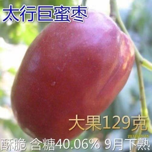 枣树新品种 太行巨蜜枣树苗 单果129克特大甜高产九月成熟盆地栽