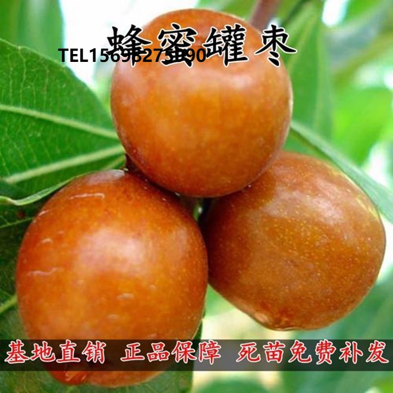 大甜枣树苗蜂蜜罐枣苗细脆味甜大糖枣嫁接苗当年结果苗