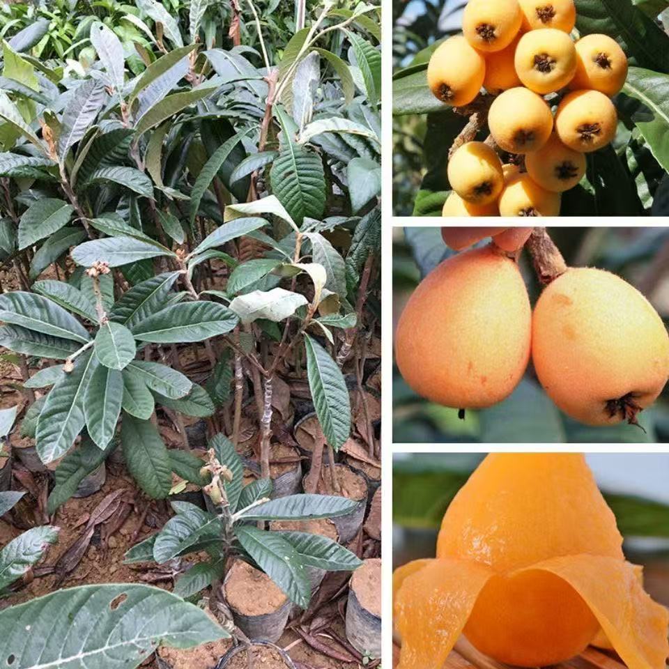 枇杷苗树嫁接特大盆栽地