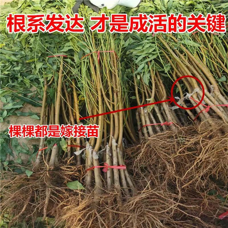 新品种早熟黄油桃嫁接桃树苗早熟超甜特大黄桃树苗水果苗当年结果