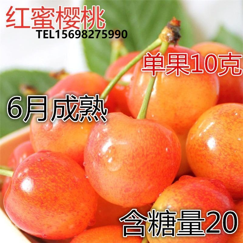 红蜜樱桃树苗樱桃树苗 嫁接樱桃树苗 俄八樱桃苗当年结果地栽树苗