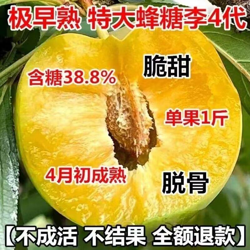 正宗极早熟特大蜂糖代李子