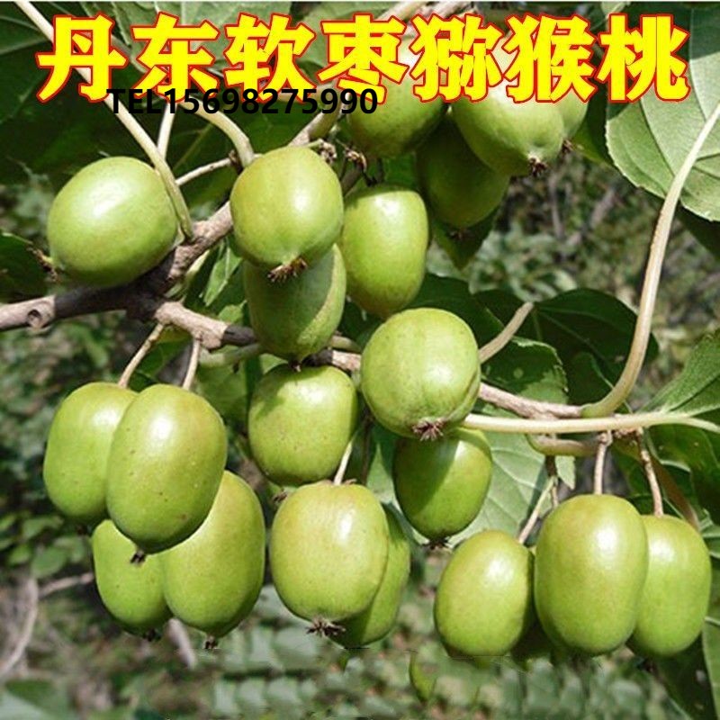 丹东软枣圆枣子奇异莓果树苗小猕猴桃软枣(迷你)猕猴桃苗盆栽