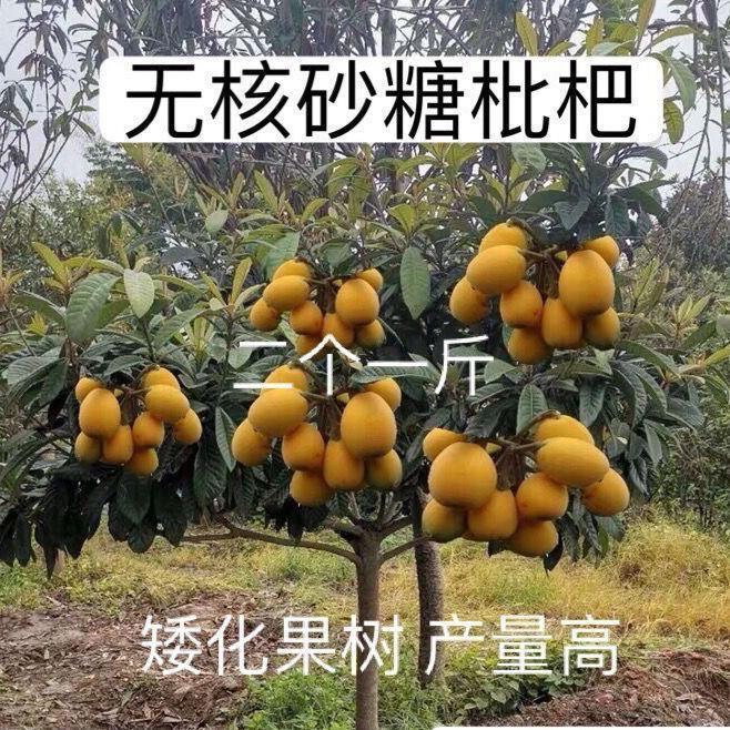 新品无核白砂糖枇杷果树