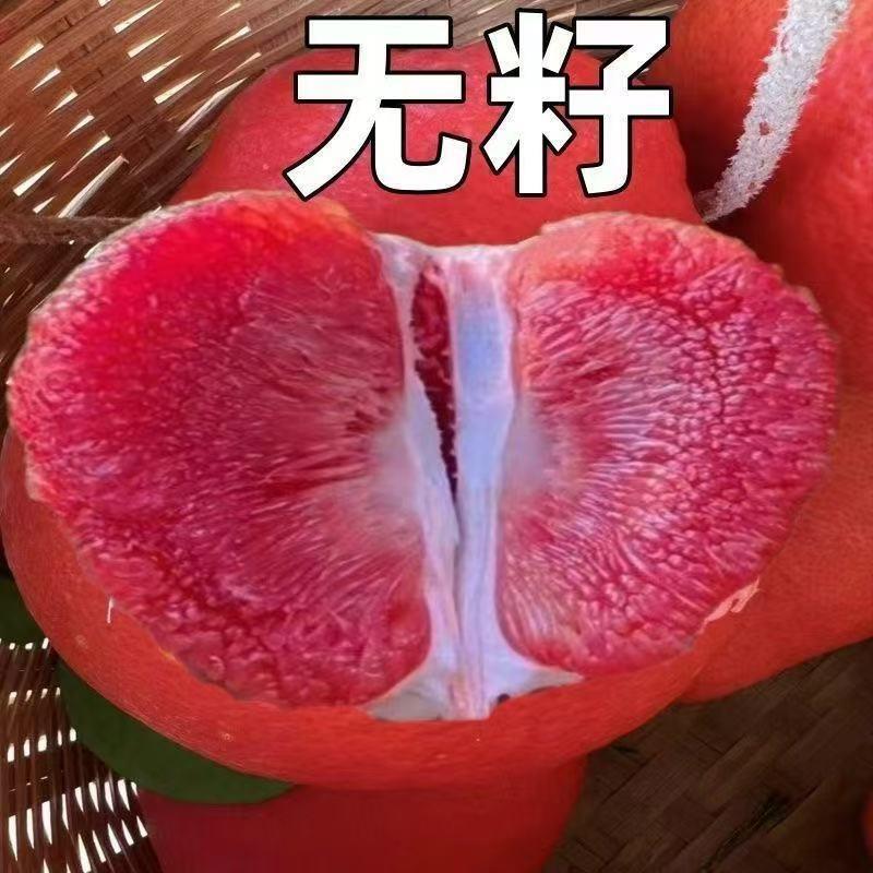 正宗暹罗红柚子树苗大果纯