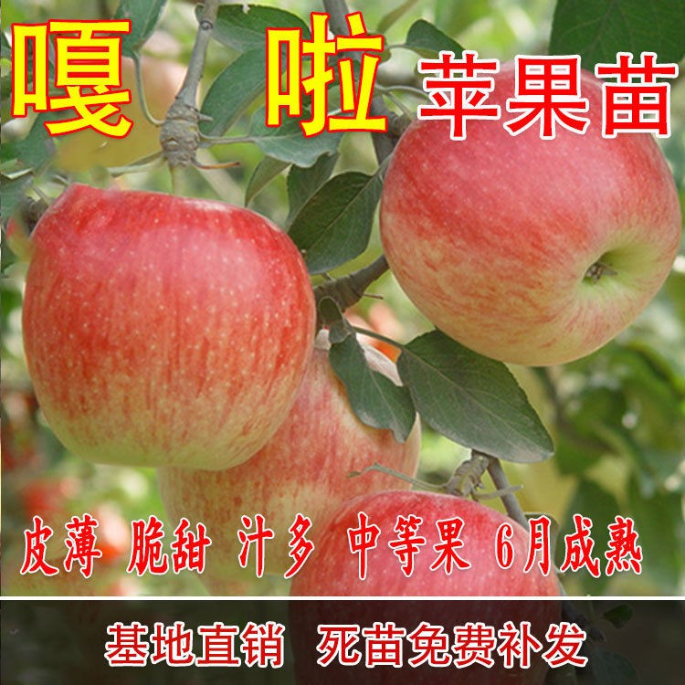 果树苗嘎啦苹烟富嫁接苗
