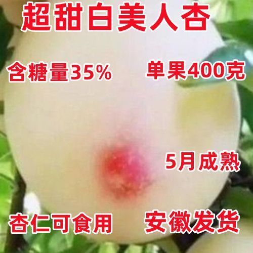 正宗杏树苗特大白美人杏