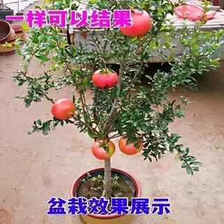 云南蒙自甜石榴苗 薄皮软籽甜石榴树苗当年结果 南方北方种植果树