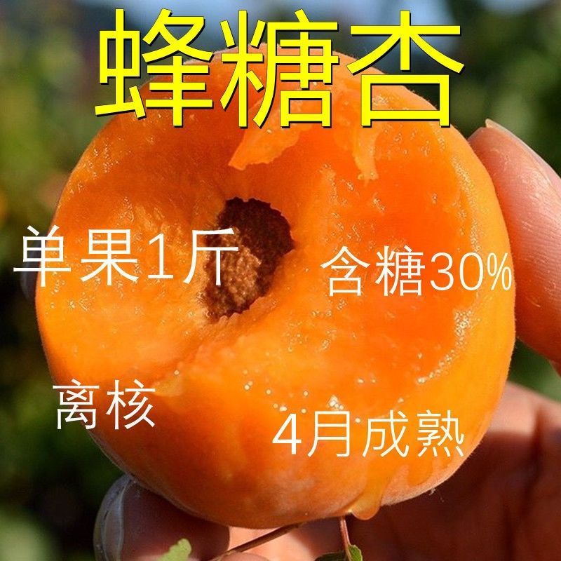 嫁接蜂糖杏树苗特大早熟甜杏子树苗南北方种植盆栽地栽耐寒果树苗
