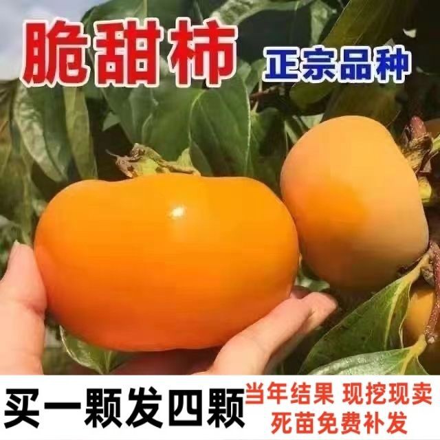 正宗无核脆甜柿子树苗嫁接柿子树苗庭院地栽南方北方种植盆栽地栽