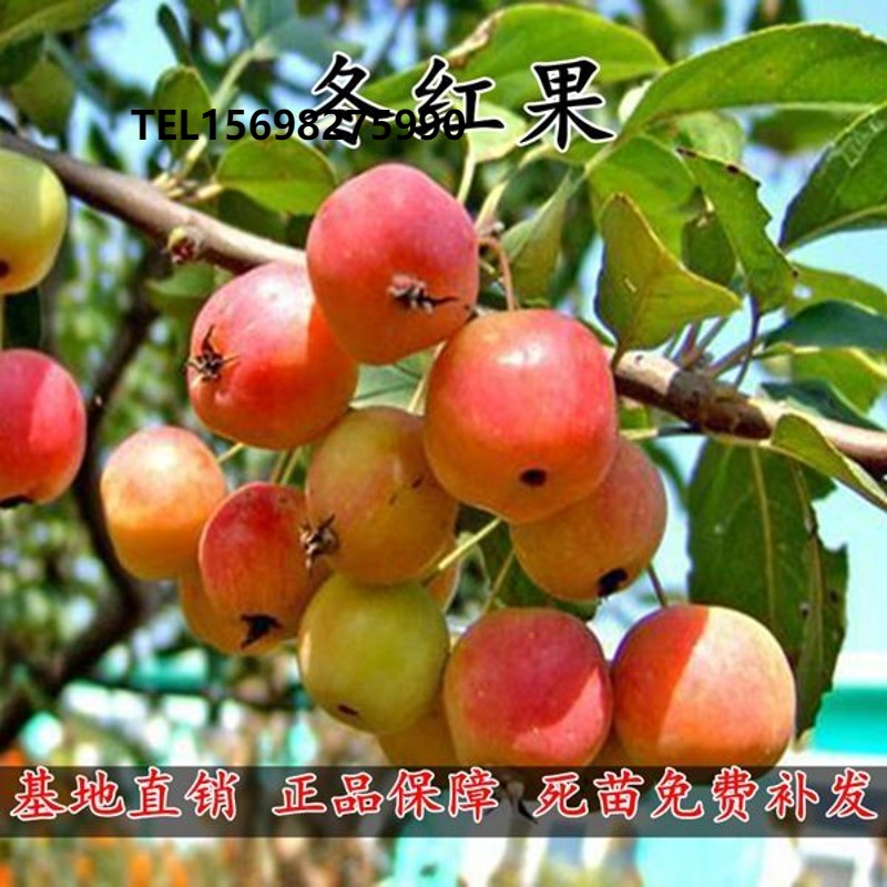 沙果树苗冬红果苗海棠苗海棠果树苗盆栽地栽当年结果南方北方种植