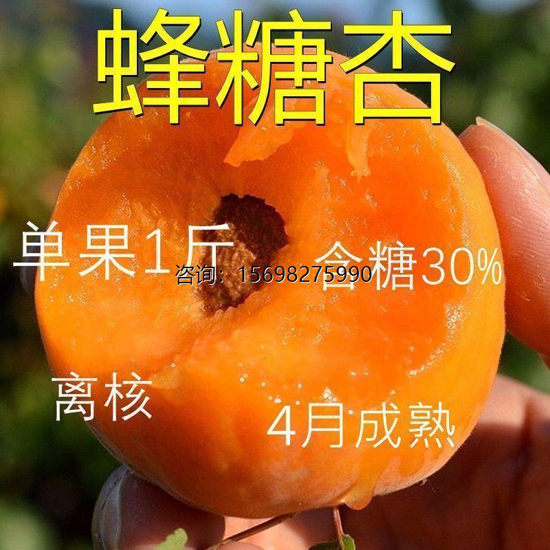 嫁接蜂糖杏树苗特大早熟甜杏子苗南北方种植盆栽地栽耐寒果树苗