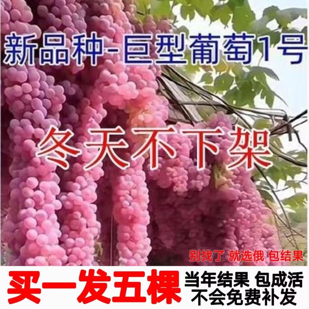 巨型爬藤王葡萄树无籽超