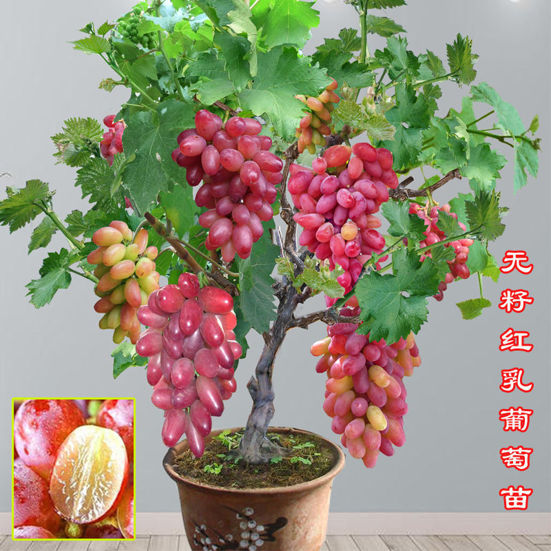 新品种无籽红乳葡萄树苗