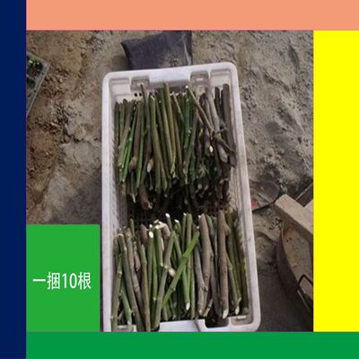 正品无花果树20根枝条扦