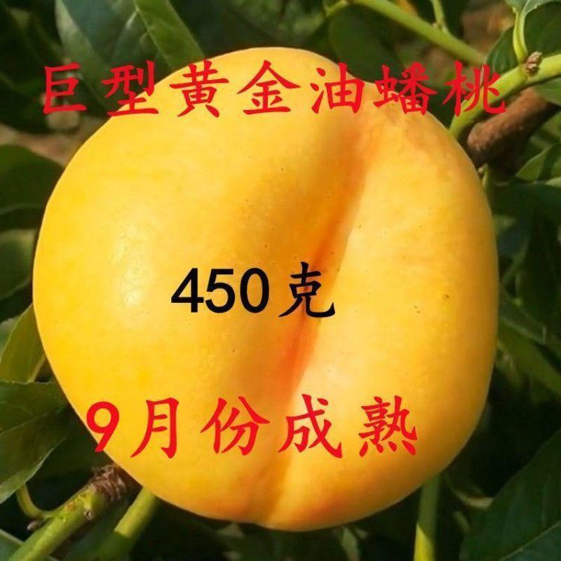 桃树嫁接苗特大晚熟南北方