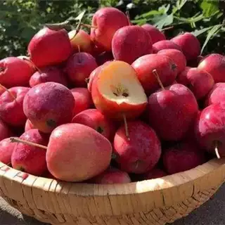 特大果红富士苹果树苗不挑气候耐寒当年结果冰糖心苹果苗庭院盆栽