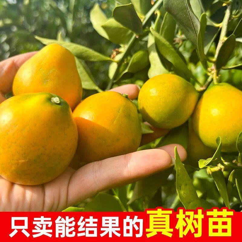 正宗嫁接广西脆蜜皮金桔柑