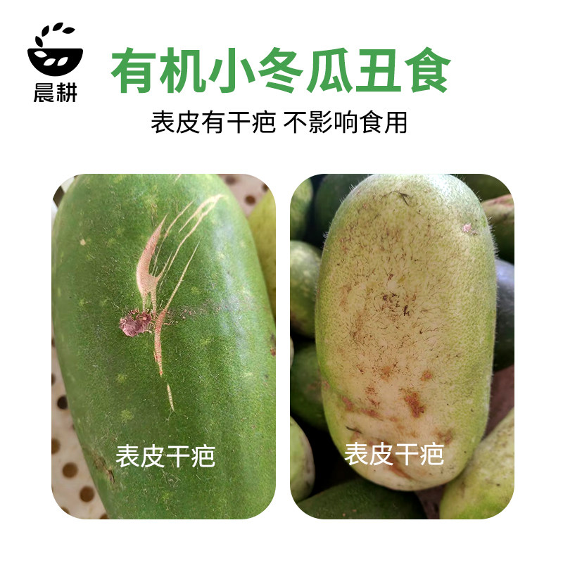 旭耕农场有机冬瓜新鲜丑食蔬菜
