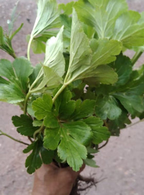 云南中药材虎掌草新鲜草玉梅见风青狗脚迹溪畔银莲花下单包邮
