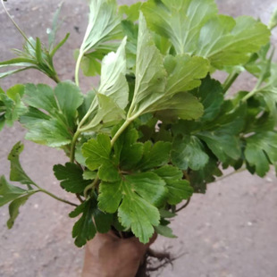 云南中药材虎掌草新鲜草玉梅见风青狗脚迹溪畔银莲花下单包邮