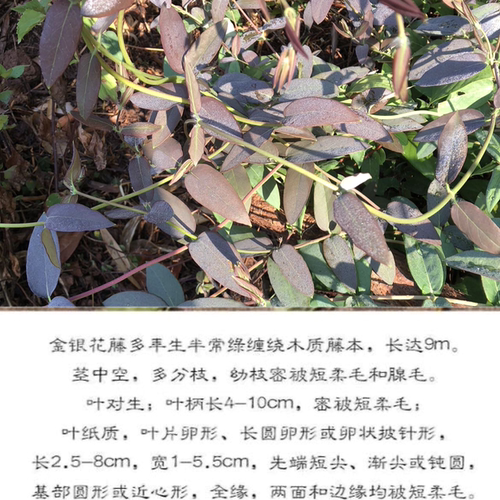 正宗金银花藤农家金银花藤新鲜宝宝洗澡婴儿儿童泡澡忍冬藤叶新货