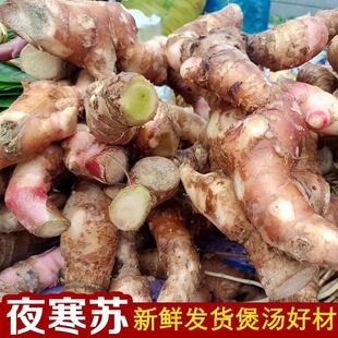 夜寒苏煲汤食材云南纯天然大姜花草果山姜夜含苏路边姜大野姜