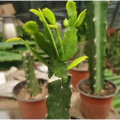 嫁接好的蟹爪兰蟹爪莲白檀令箭荷花小苗花卉绿植叶片爆芽室内阳台