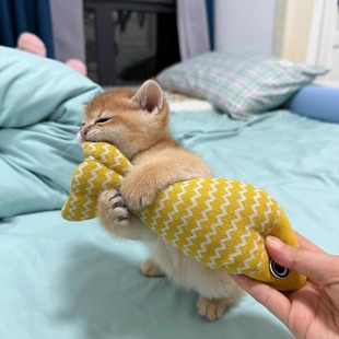 猫玩具自嗨解闷猫薄荷仿真鱼幼猫猫咪逗猫棒小猫磨牙宠物猫猫用品
