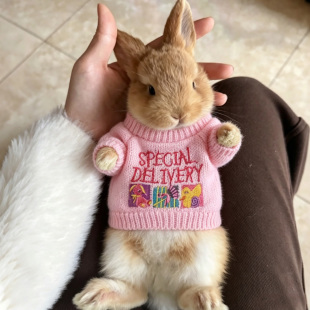 可爱小兔子衣服秋冬季保暖毛衣印花针织衫侏儒小白兔幼猫幼犬服装