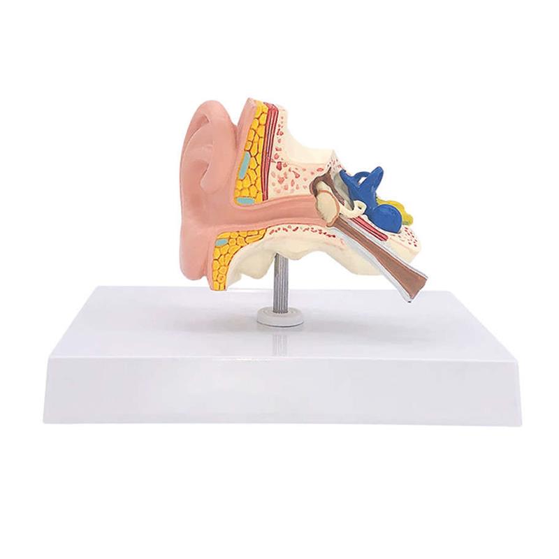 极速耳朵解剖结构模型j内耳结构人体听觉L系统耳鼻喉科展示教学模