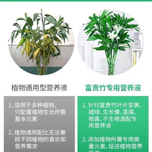 极速富贵竹专用营养液水培植物生B根的节节高水培水竹肥料观音竹