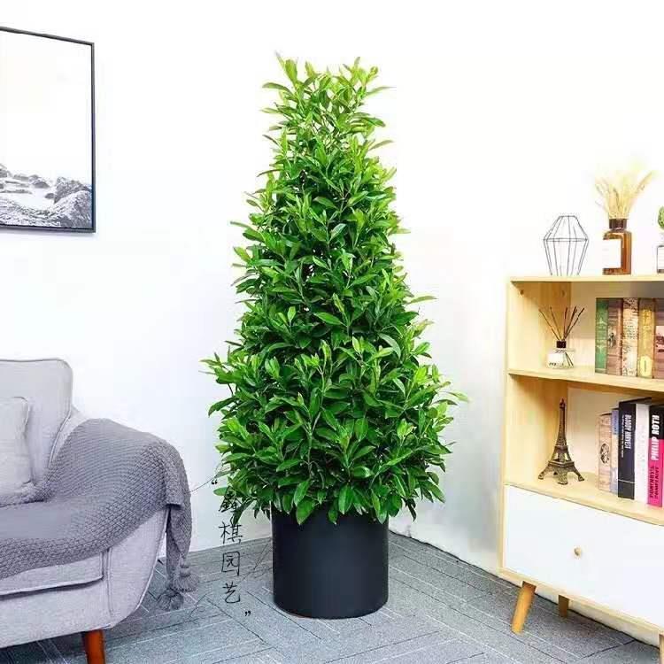 非洲茉莉大型盆栽室内客厅好养网红绿植办公室阳台花卉真植物盆景