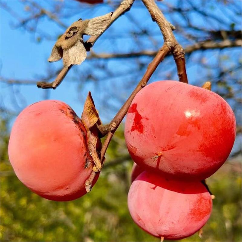 红的老品种小柿子苗树火晶