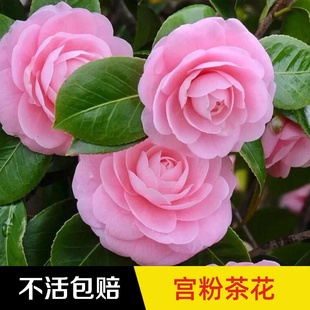 永福花乡园艺 宫粉茶花 茶花盆栽 茶花树苗 山茶花树